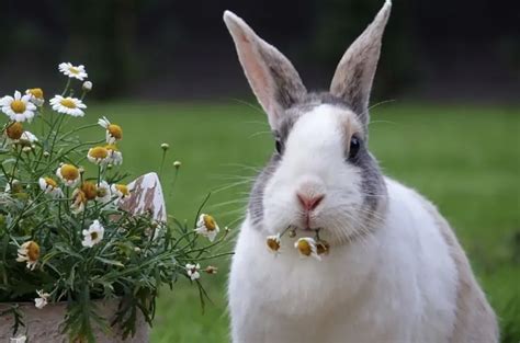 36 Fascinating And Fun Rabbit Facts You Probably Never Knew — Untamed