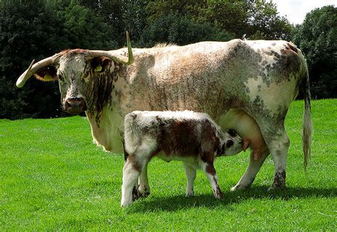 Categorylonghorn Cattle Wikimedia Commons