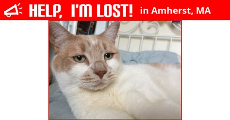 Lost Cat Amherst Massachusetts Marshall