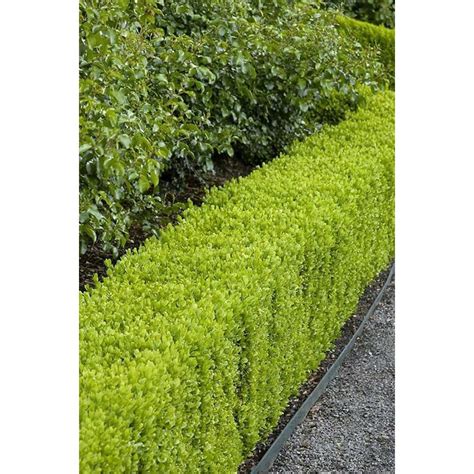 Monrovia Dwarf English Boxwood Foundationhedge Shrub In Pot With Soil