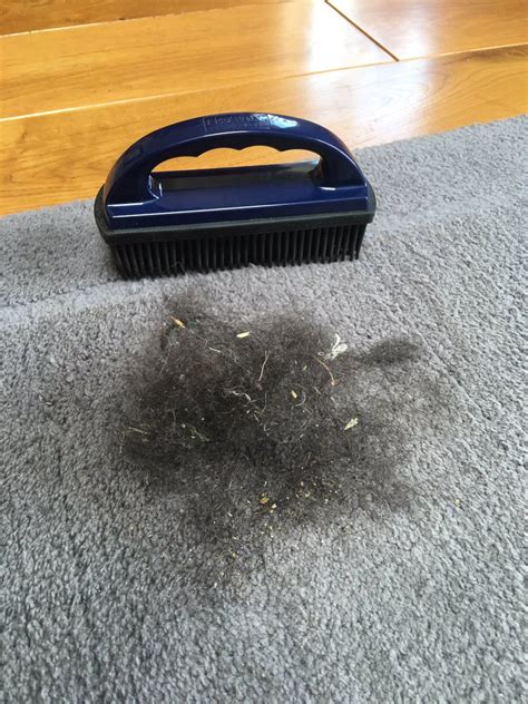 It then deposits the hair in a collection area. Rubber Brush Carpet Pet Hair | Lets See Carpet new Design
