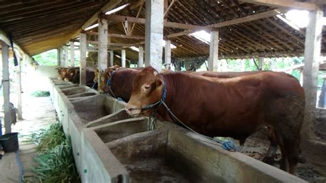 Pulau sumbawa merupakan salah satu sentra peternakan sapi potong di indonesia. sapi Simental & Limosin umur 2Thun di Kandang Bpk. Hari # ...