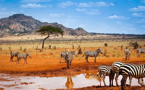 Safari Wallpapers Top Free Safari Backgrounds Wallpaperaccess