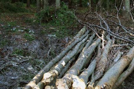 We did not find results for: Cercetaţi pentru tăiere ilegală de arbori | Arbore, Predator, Art