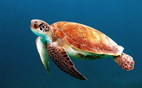 Turtle Tortoise Swim Sea Turtle Creature Ocean Ocean Life Sea