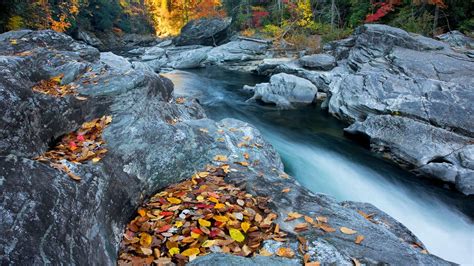 Autumn Forest Stream Hd Wallpaper Background Image 1920x1080 Id