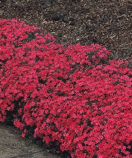 Creeping Phlox Red Wing Plant Zulily Desert Landscape Front Yard