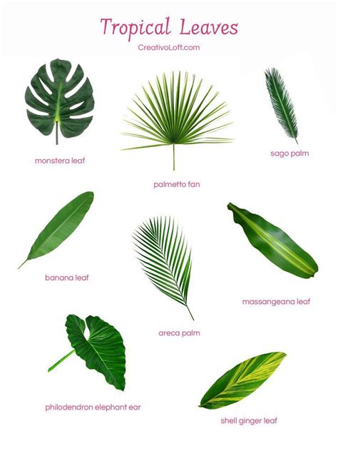 Types Of Green Leaves For Floral Arrangements Tropical Flower