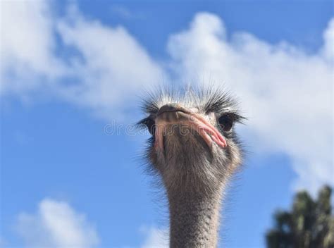 Ostrich With His Head In The Clouds Stock Image Image Of Animal