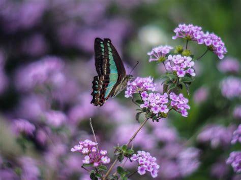 Butterfly On Purple Flowers Wallpapers And Images Wallpapers Pictures Photos