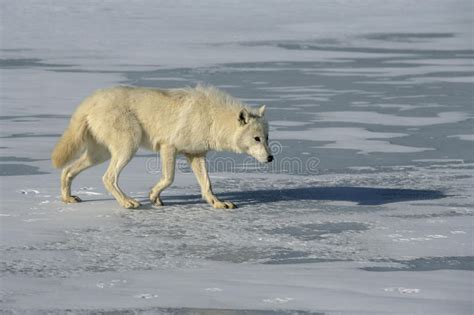 Arctic Wolf Canis Lupus Arctos Stock Image Image Of Wild Arctic