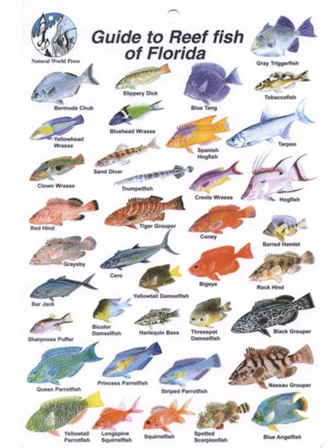 Waterproof Fish Identification Card Florida Fish Id Card Fish