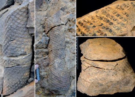 Paleontologists Unearth Tropical Fossil Forests In Norway