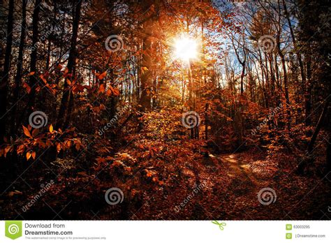 Sunny Autumn Stock Image Image Of Country Fallen Countryside 63003295