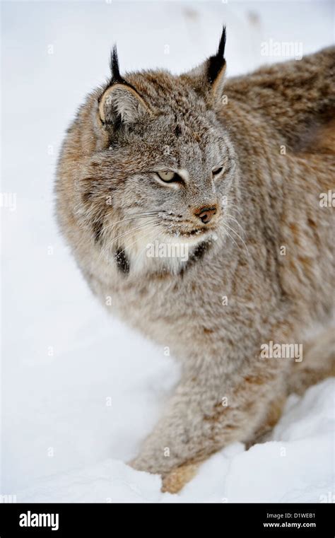 Canada Lynx Lynx Canadensis Captive Raised Specimen Bozeman Montana