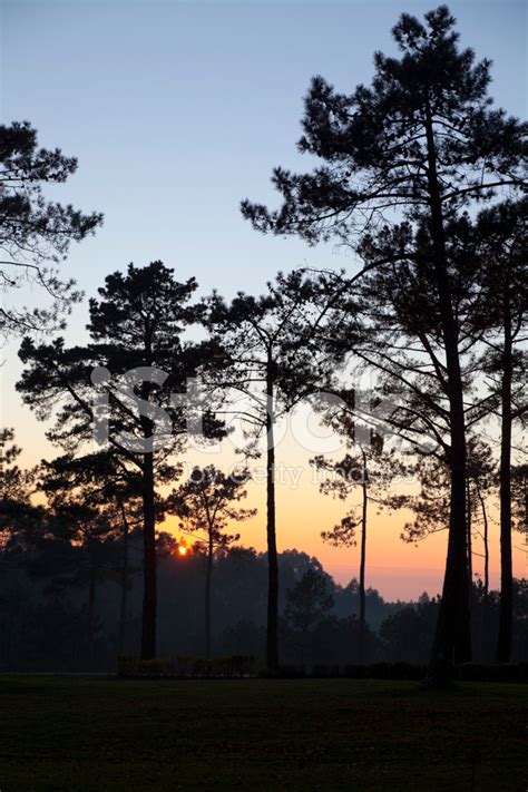 Sunset Among Pine Trees Stock Photo Royalty Free Freeimages
