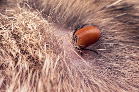 What All Pet Owners Should Know About Flea And Tick Prevention Guam