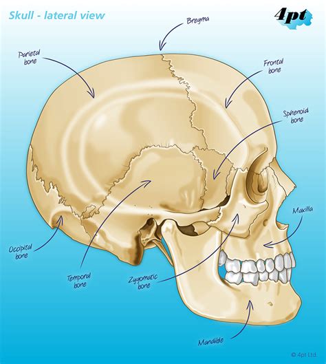 Human Skull Illustration 4pt Limited