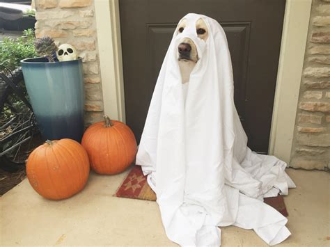 Top 5 Easy Diy Dog Halloween Costumes Makati Dog And Cat Hospital
