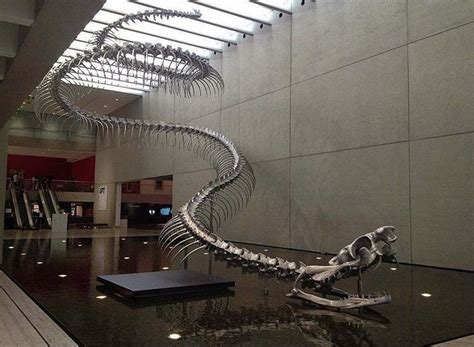Sculpture Of Titanoboa Skeleton Displayed At Queensland Art Gallery In