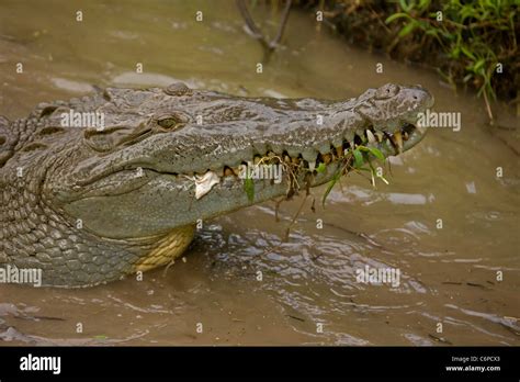 American Crocodile Crocodylus Acutus Costa Rica Tropical