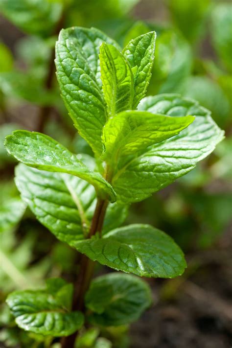 Spearmint Vs Peppermint Differences And Health Benefits Healthier Steps