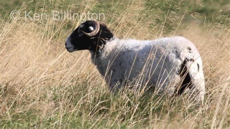 Sheep Ovis Aries Focusing On Wildlife