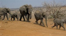 非洲350頭大象「離奇暴斃」專家：兇手恐是「神祕水」 | 國際 | 三立新聞網 SETN.COM