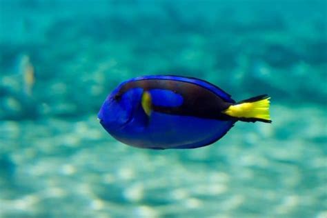 Blue Tang Fish Paracanthurus Hepatus Care Guide With Pictures