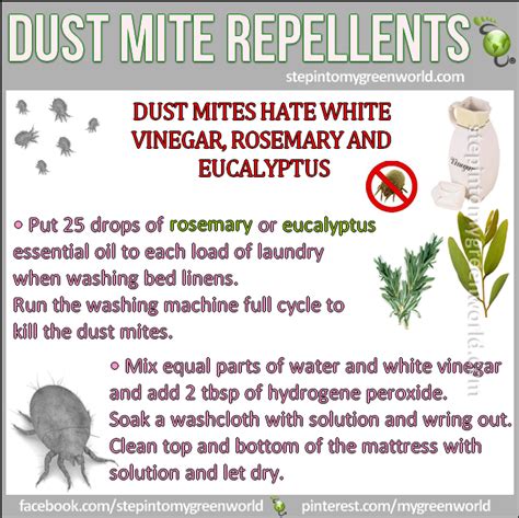 Kill Dust Mites Allergies Allergy Remedies Essential Oils