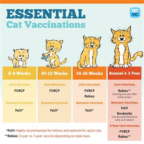 What shots do cats need?. Basic Vaccine Schedule for Cats | PetMD