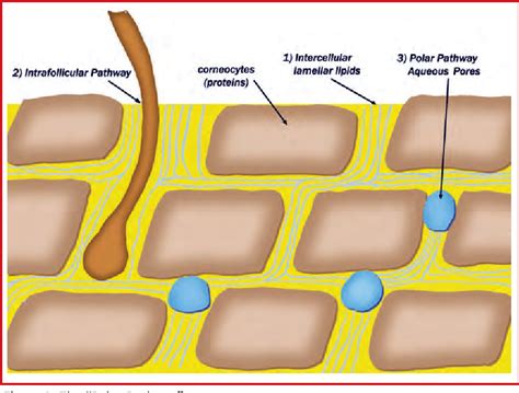 Figure 1 From Pathways For Skin Penetration Semantic Scholar