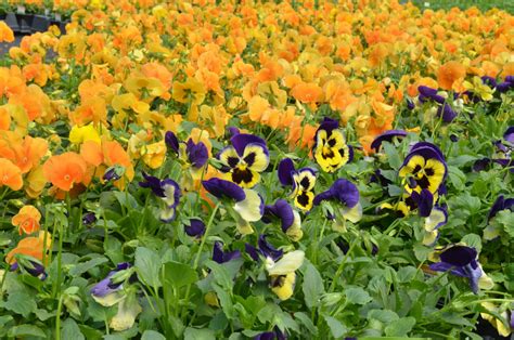 6i Pansies Matrix Orange And Yellow Purple Wing Quality Greenhouses