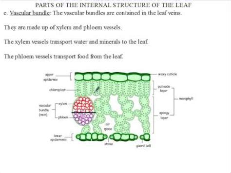 Here the xylem and phloem are arranged together in the same radius. Siba Learning Zone - Transverse Section of Leaf Vascular ...