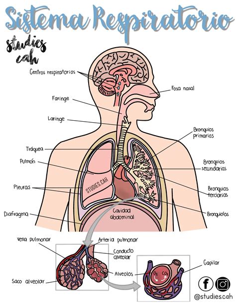 Sistema Respiratorio Anatomía médica Anatomía Anatomia y fisiologia humana