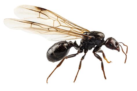 Get to know your bug bunkmates: How to Identify and Manage the Menace of Flying Ants in ...