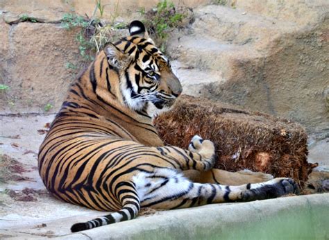 Learn more about tejas rescued pet adoptions in san antonio, tx, and search the available pets they have up for adoption on petfinder. Visiting the San Antonio Zoo | Pawsitively Pets