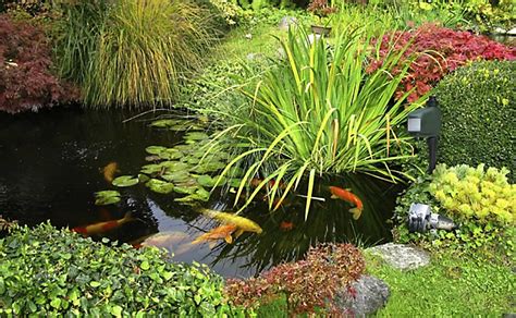 But for now, let's focus on the solutions and the methods the pros have. How to Keep Herons Out of Your Koi Pond