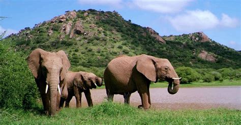 Around The Watering Hole The Current