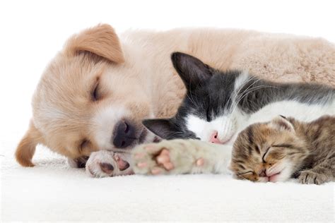 Cat and dog wallpaper for phone. Cat And Dog Friendship Wallpapers High Quality | Download Free