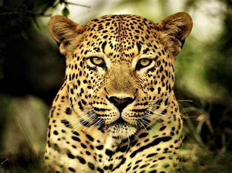 The Jungle Store Leopard Vs Cheetah Vs Jaguar
