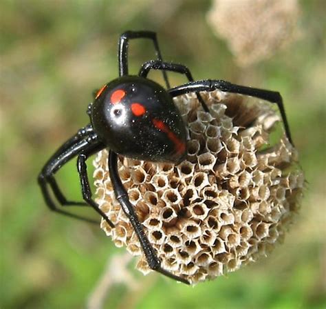 Latrodectus Variolus Bugguidenet