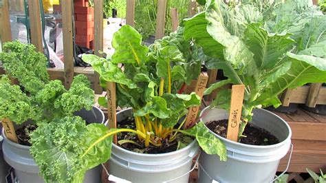 The container gardening came about after a severe drought where we were only allowed to use grey water for our plants. 5 Gallon Container Plants (Full Size Examples): Kale ...