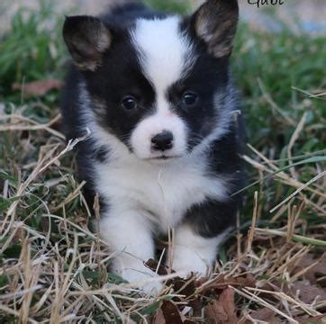 All corgi puppies are up to date on shots.all paperwork available. tyghsdhjhjsd Ready Pembroke Welsh Corgi puppies for Sale ...