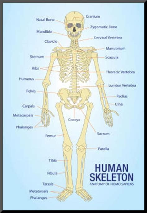 Skeleton Anatomy Printable Anatomy Worksheets
