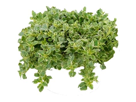 Buy the best and latest fiori secchi on banggood.com offer the quality fiori secchi on sale with worldwide free shipping. ORIGANO | Garden Sarah