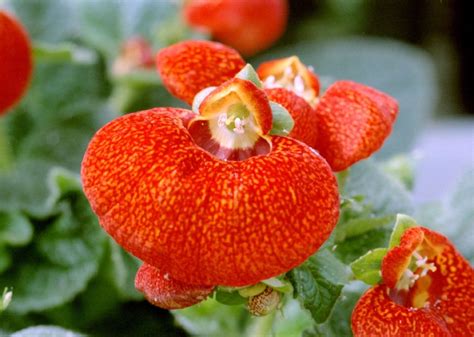 Calceolaria Slipper Flower Flowers Types Of Flowers Orchids