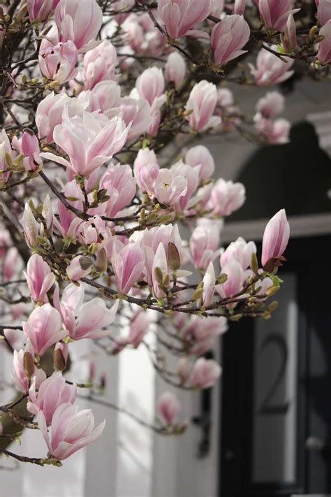 Healthy, mature plants · fedex direct to your home How to photograph flowering trees - The Smell of Roses The ...