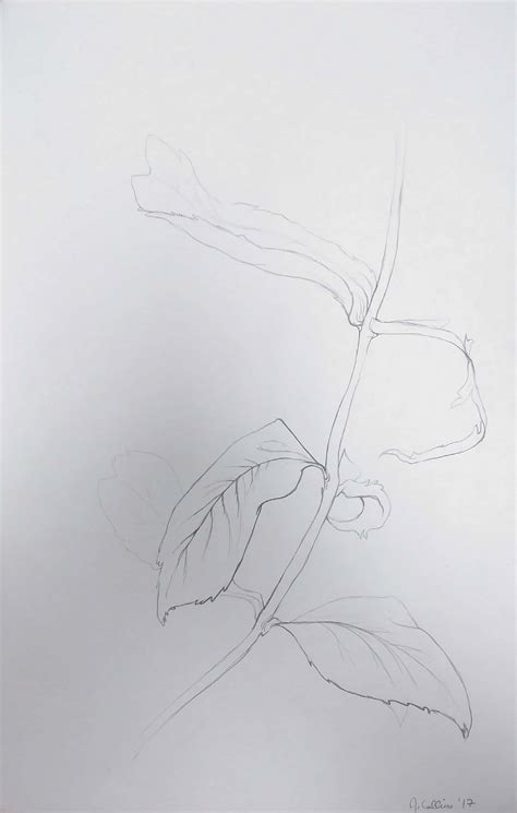 Artstation Contour Drawing Of A Leaf Cluster