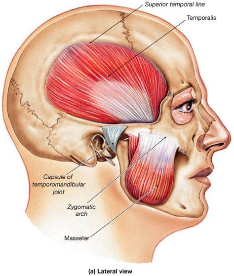 Diagram Muscles Of Mastication Diagram Mydiagram Online